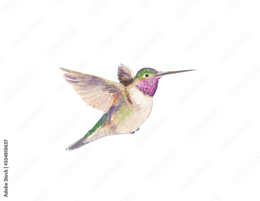 Fototapeta premium Watercolor Hummingbird 
