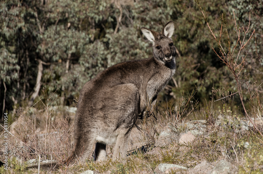Fototapeta premium Kangaroo