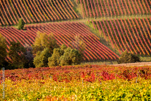 red geometric vineyards in autumn, Castelvetro, Modena, Italy