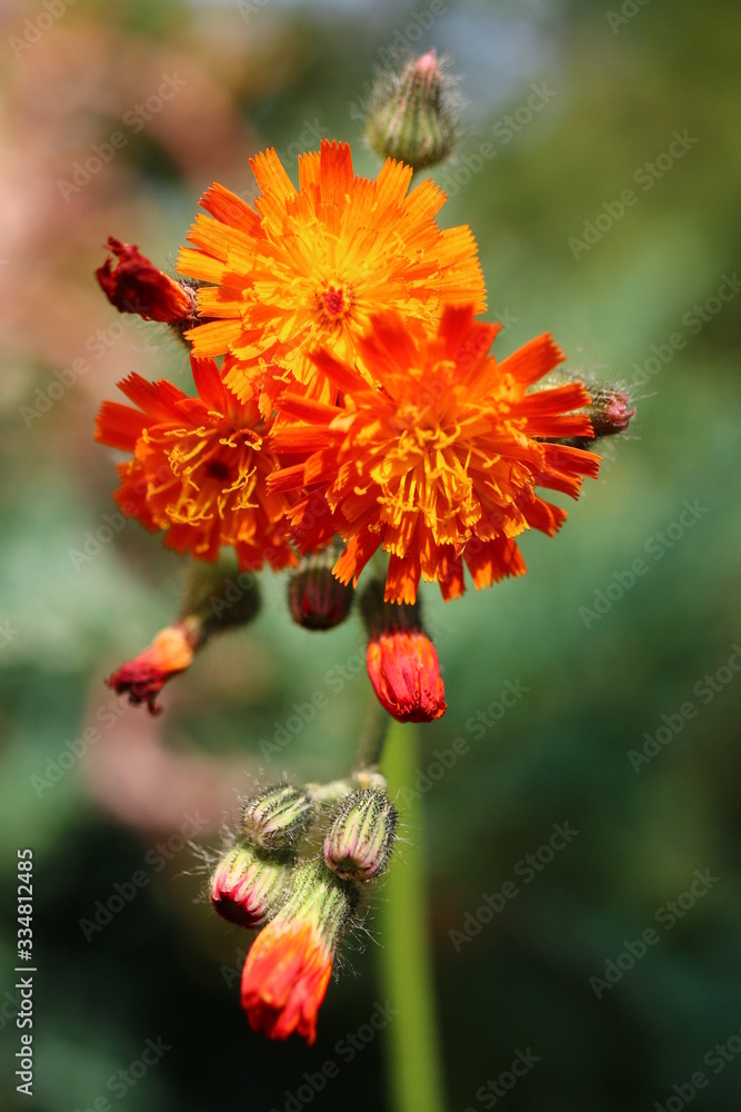 Hieracium aurantiacum jastrzębiec pomarańczowy Hieracium aurantiacum jastrzębiec pomarańczowy