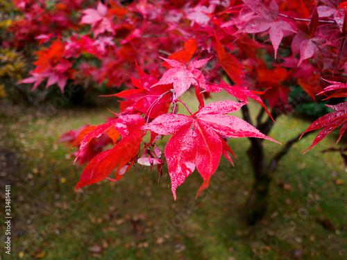 Acer Tree Leaves Changing Colour in Autumn