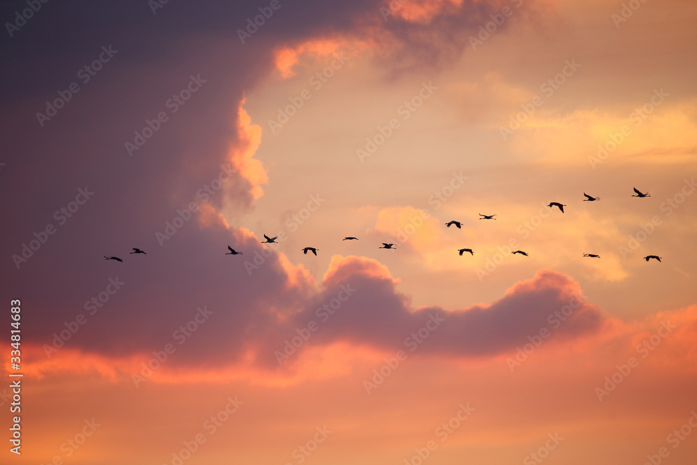 Obraz premium Flying cranes against the setting sun