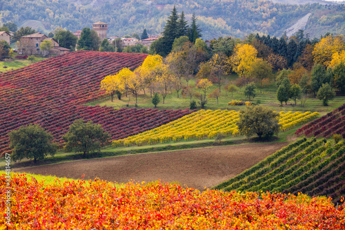 geometric vineyards of Grasparossa in autumn, Castelvetro, Modena, Italy