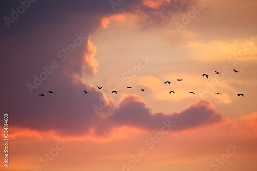  Flying cranes against the setting sun