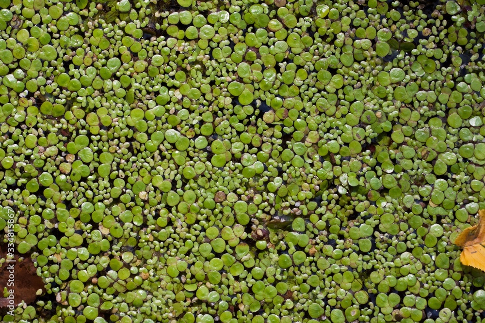 lake water surface completely covered with common and swollen duckweed, small water plants natural pattern in summer sunlight, horizontal abstract texture background