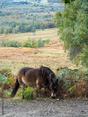 Canvas Print Exmoor Pony Grazing in the  Ashdown Forest in Autumn