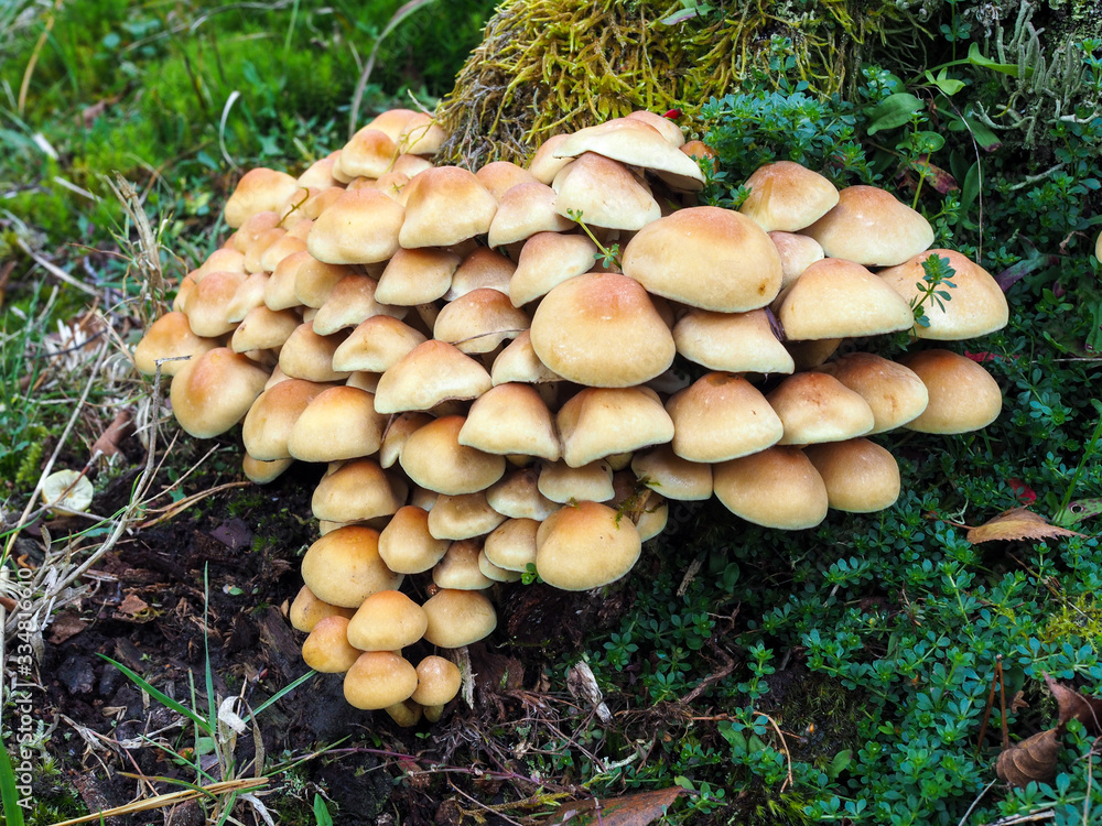 Sulphur Tuft Fungus (Hypholoma Fasciculare) Sulphur Tuft Fungus (Hypholoma Fasciculare)