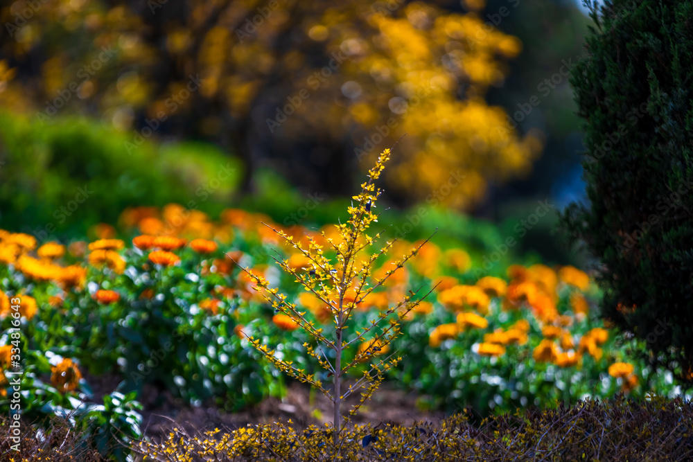 Fototapeta premium Field Marigold Closeup. Spring garden full of orange flowers. selective focus