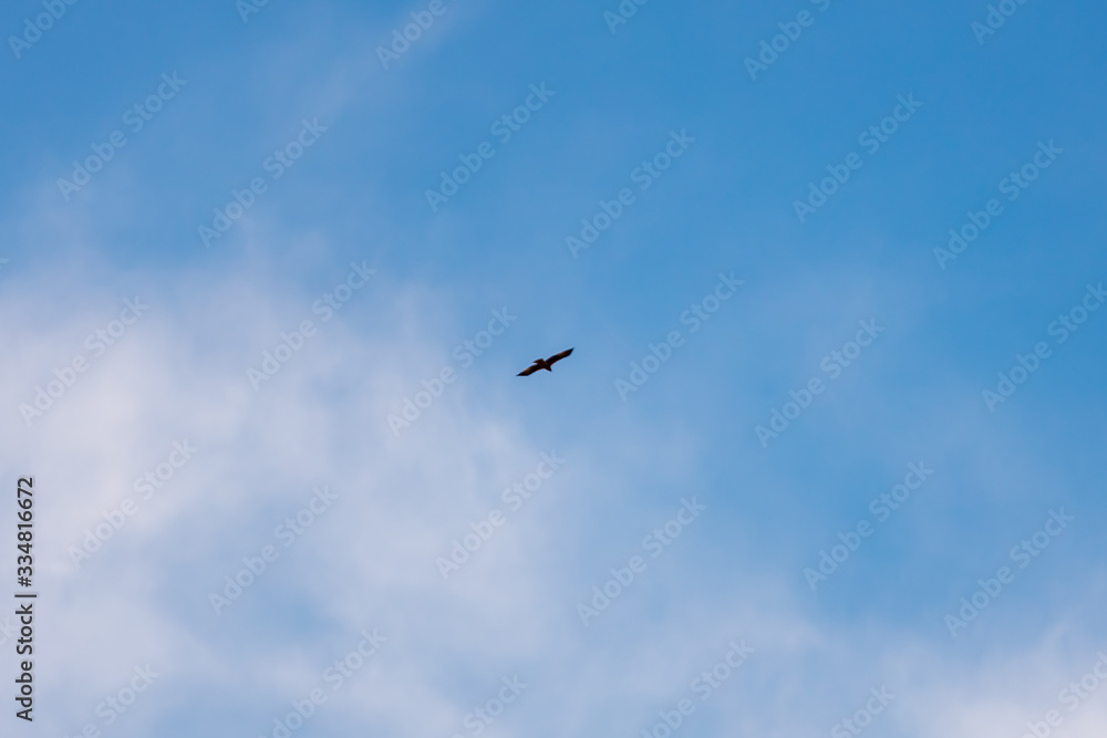 Black kite flying against the blue sky