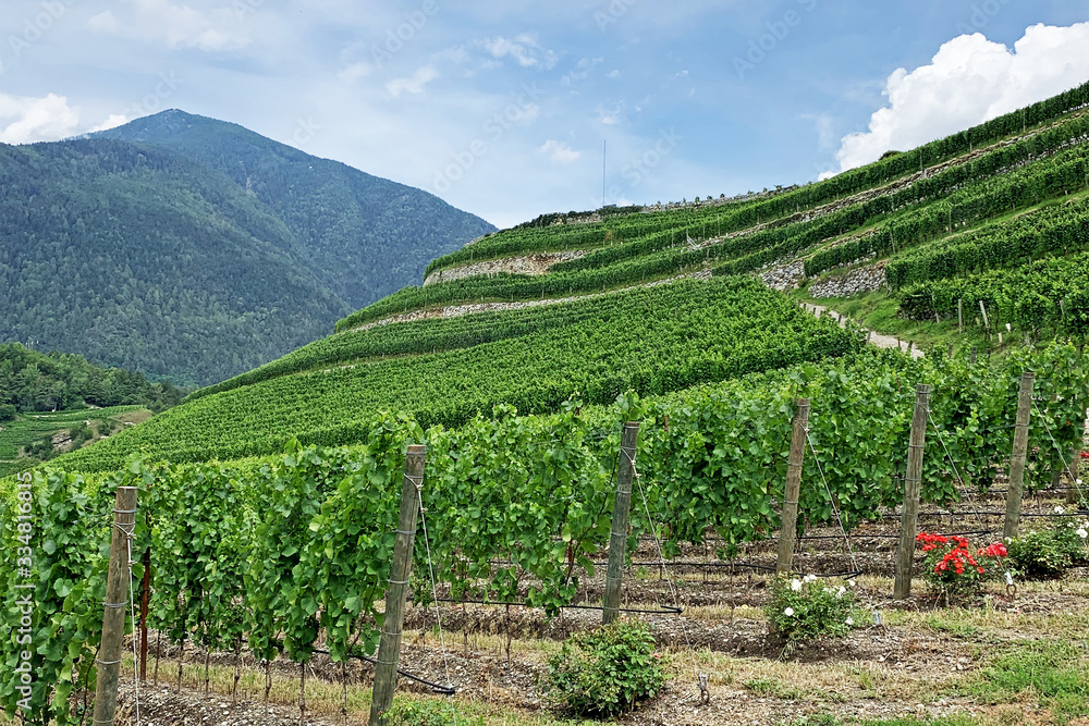 Panoramic view of green plantations of grapes on the slopes of the mountains against the blue sky. Rows of vineyards decorated with flowers. Summer landscape in the province of Italy.