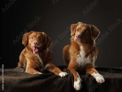 two dogs of the same breed together. Nova scotia retriever funny. Emotions, relationships, play