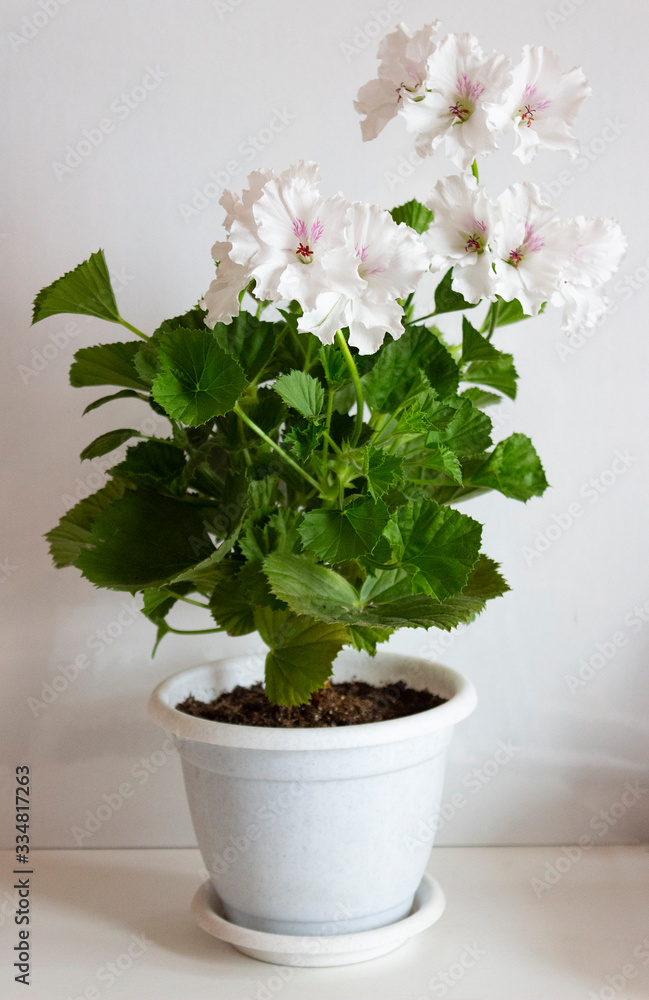A plant of the royal pelargonium of grandiflora of the Mona Lisa variety with beautiful white flowers and green leaves in a light pot on a white background.