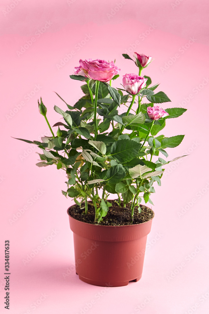 Houseplant in flowerpot, roses with pink color petals, indoor flowers in pot on pink background