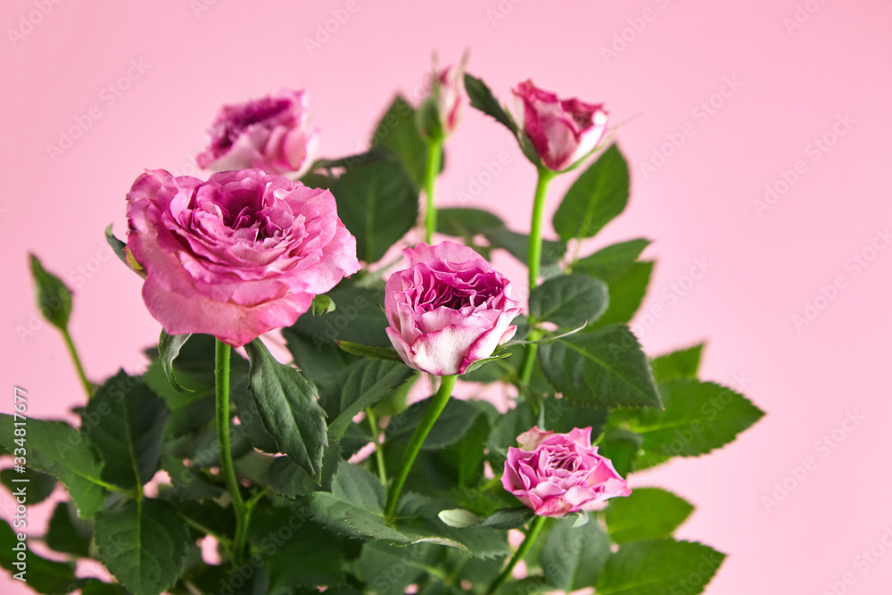 pink roses, houseplant, indoor flowers on pink background, closeup pink roses, houseplant, indoor flowers on pink background, closeup