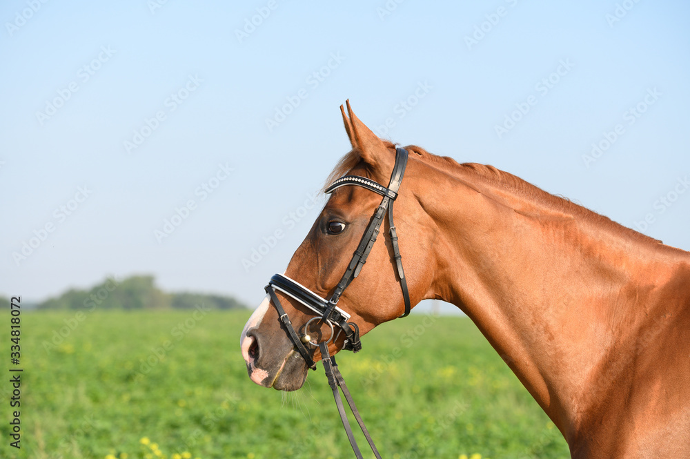 Portrait of beautiful chestnut horse. Portrait of beautiful chestnut horse.