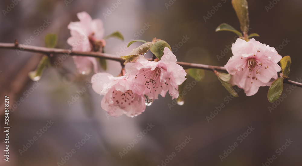Obraz premium cherry blossom in spring