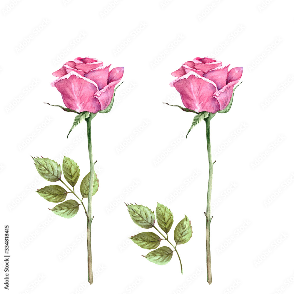 Fototapeta premium pink rose with stem and leaves, watercolor illustration