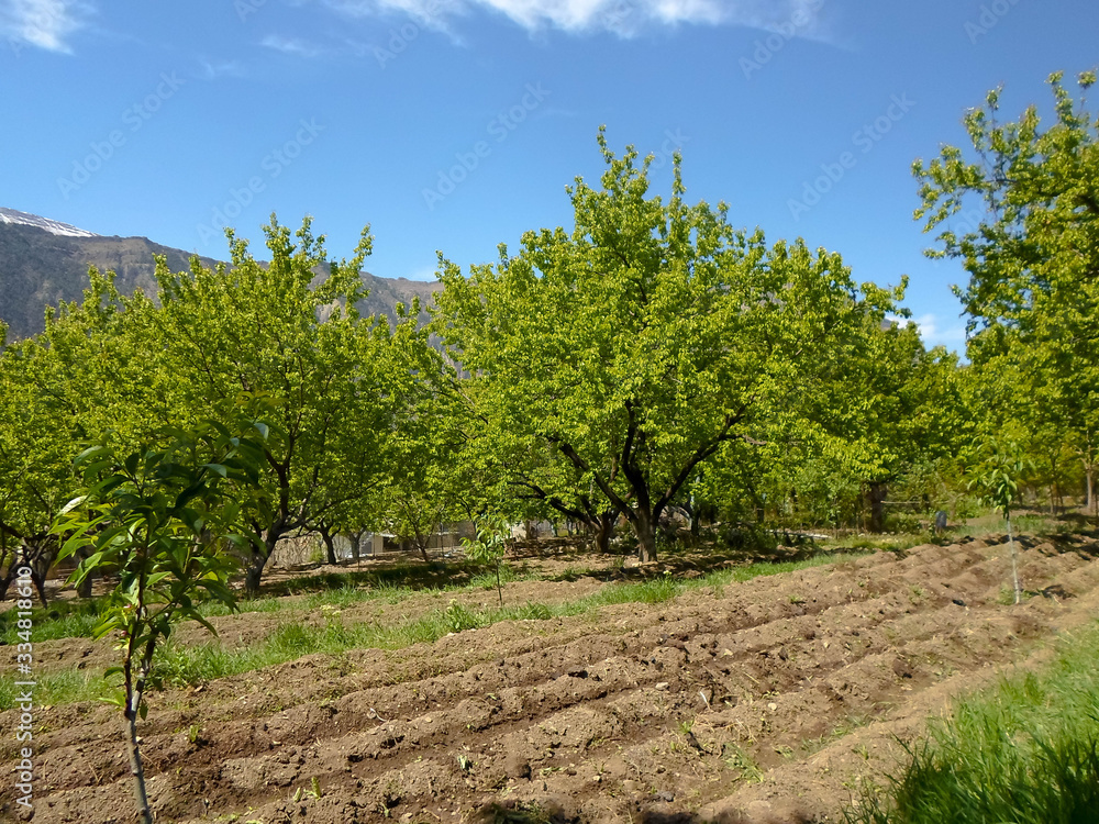 shoots and green leaves on apricot trees in the garden. plowed land for fencing. spring garden landscape apricot garden