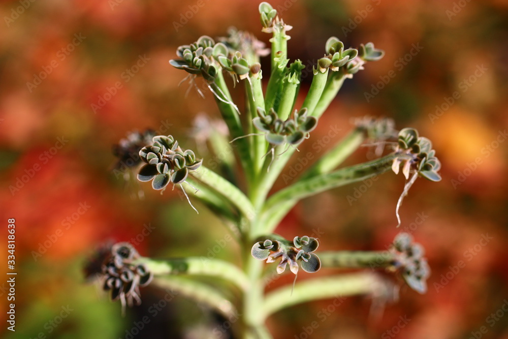 Żyworódka płodnolist Kalanchoe tubiflora Żyworódka płodnolist Kalanchoe tubiflora