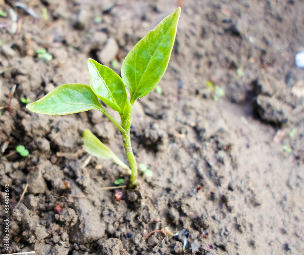 Seedlings green sprout of pepper grows in the soil in spring. The concept of growth of nature, business growth, World Environment Day. Seedlings green sprout of pepper grows in the soil in spring. The concept of growth of nature, business growth, World Environment Day.
