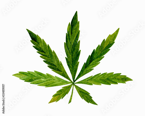 Watercolor marijuana and cannabis leaf. Medical marijuana. CBD oil hemp products. Packaging product label and logo graphic template. Hand drawn illustration.