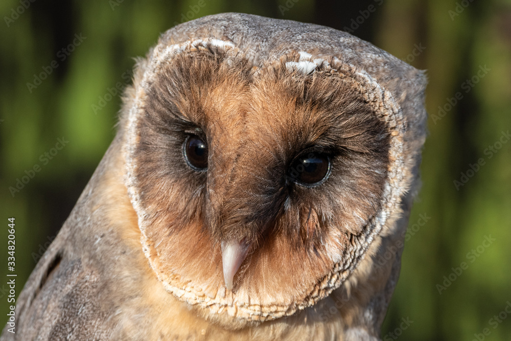 Obraz premium Portrait of a melanistic barn owl (Tyto alba)