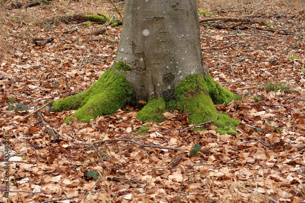 Moss covered tree trunk in the Blackwood forest Moss covered tree trunk in the Blackwood forest