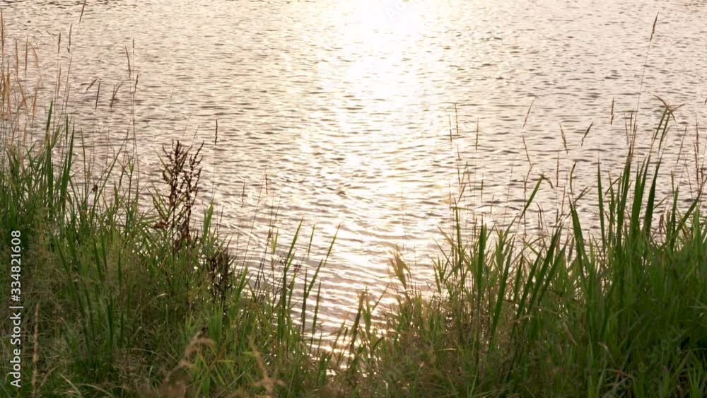 River flowing slowly behind grass blades near shore, as evening sun shines on surface River flowing slowly behind grass blades near shore, as evening sun shines on surface