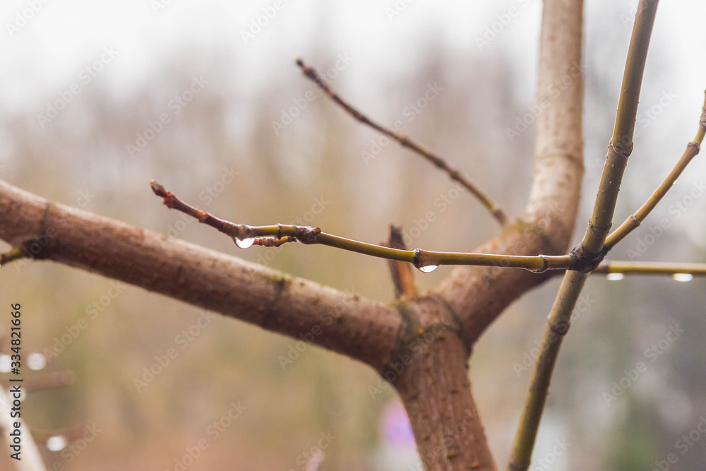 The tree branches are dripping with rain and melted snow in the spring. The tree branches are dripping with rain and melted snow in the spring.