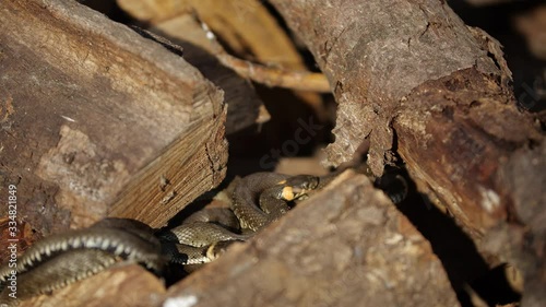 Snake in the wild, Wildlife shot, Dangerous Grass-snake on Wood photo