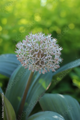 Czosnek karatawski Allium karataviense