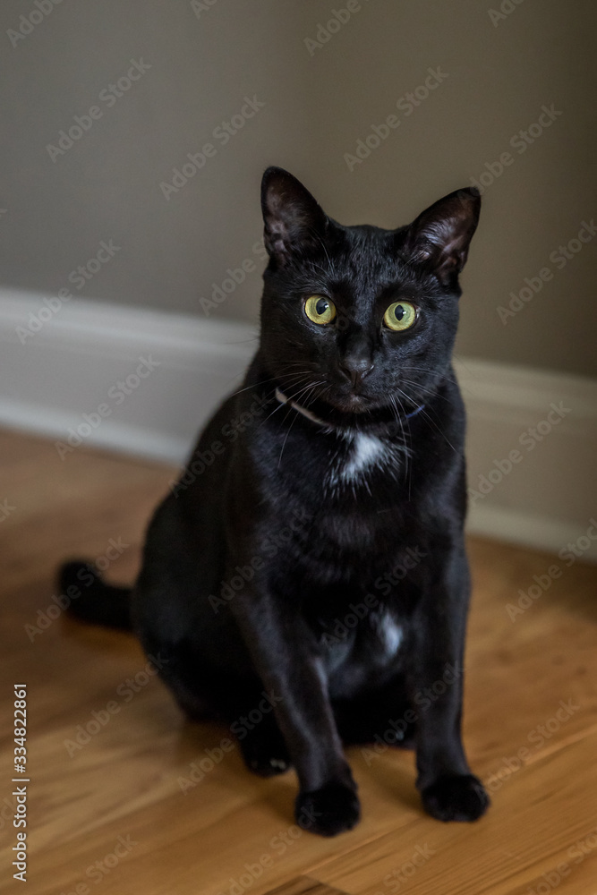 A serious black cat with yellow sitting on a hardwood floor inside a home staring intensely A serious black cat with yellow sitting on a hardwood floor inside a home staring intensely