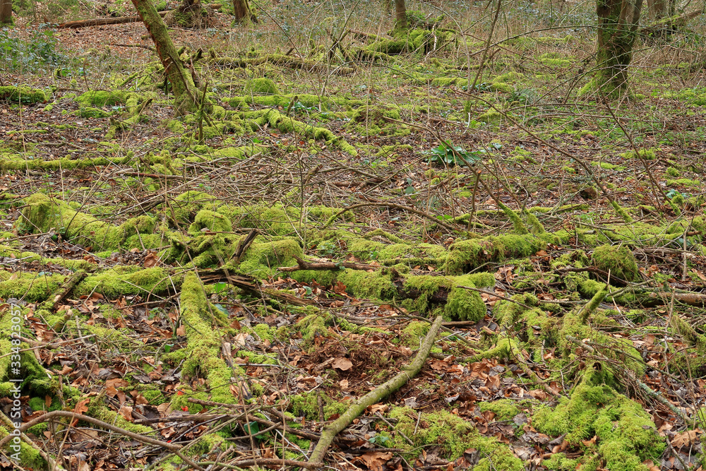A woodland scene in the Blackwood forest with branches covered in green moss A woodland scene in the Blackwood forest with branches covered in green moss