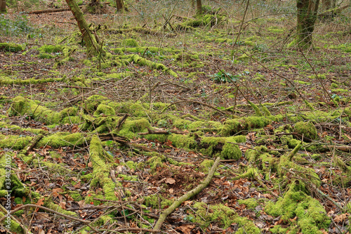 A woodland scene in the Blackwood forest with branches covered in green moss