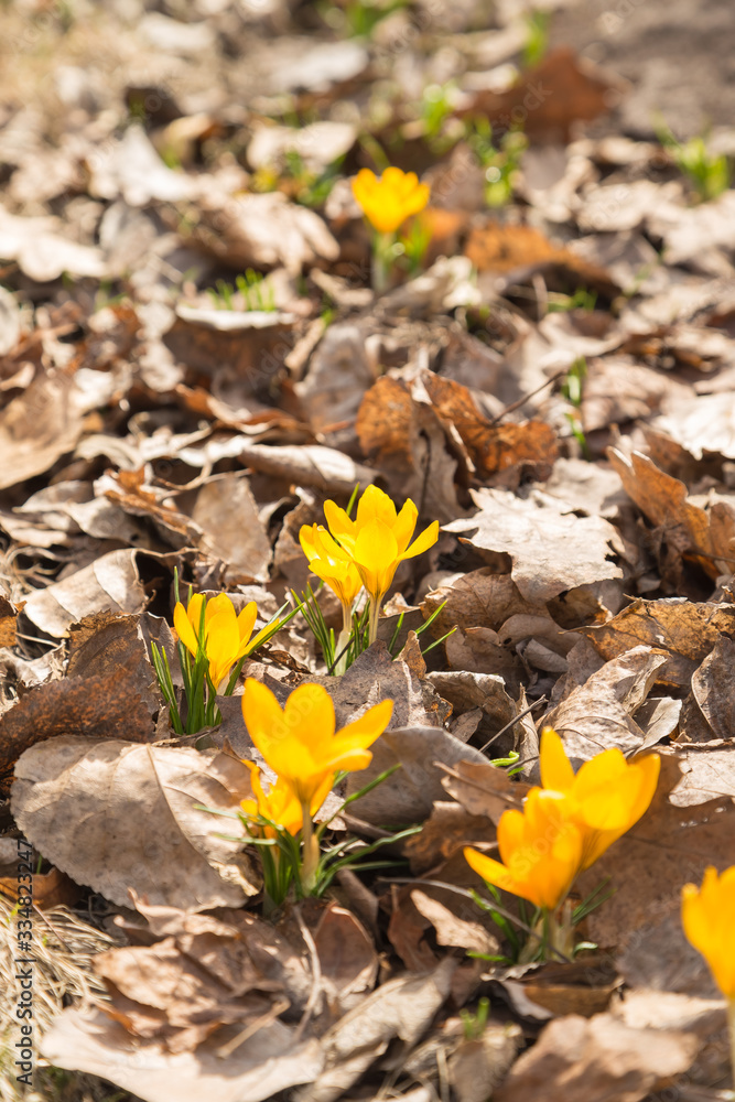 First spring flowers in the park. Yellow crocuses primroses First spring flowers in the park. Yellow crocuses primroses