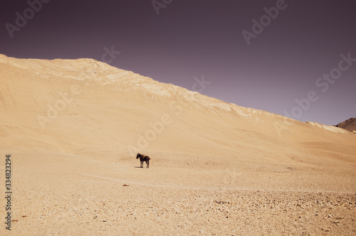 A mule in the middle of nowhere