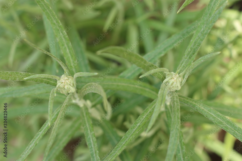 Anafalis perłowy anaphalis margaritacea Anafalis perłowy anaphalis margaritacea