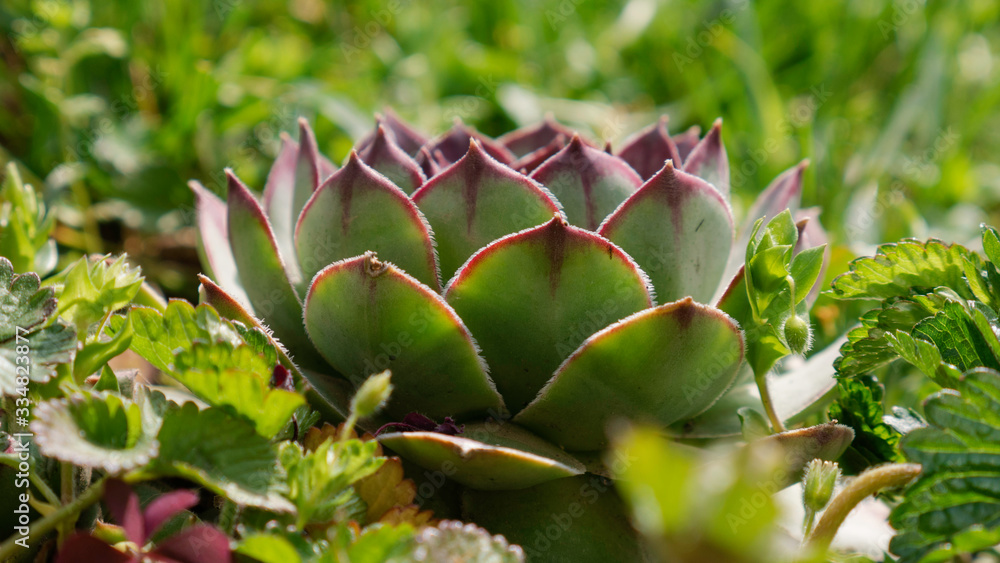 Beautiful house leeks flowers. Sempervivum or houseleeks. Empervivum flower on green grass. Beautiful house leeks flowers. Sempervivum or houseleeks. Empervivum flower on green grass.