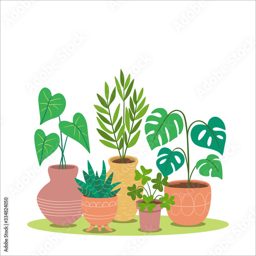 Colorful houseplants background