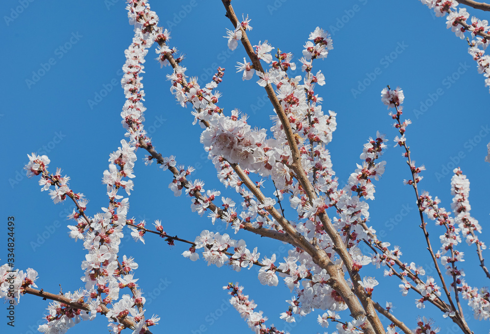 blooming apricot in early spring in sunny weather blooming apricot in early spring in sunny weather