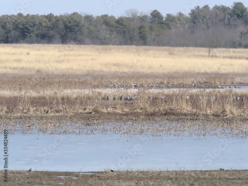 Cranes in the Brown Grass