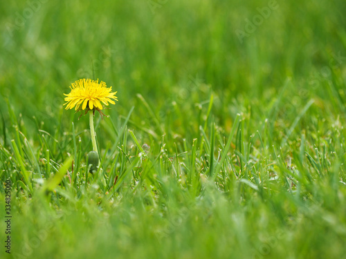 Dandelion in the grass