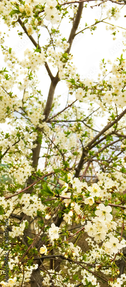 snow-white flowers on a cherry tree. flowering cherry tree in spring snow-white flowers on a cherry tree. flowering cherry tree in spring