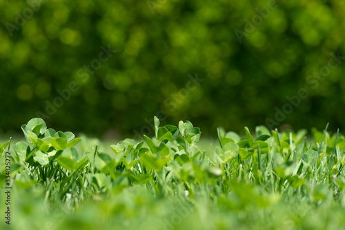 green Grass in summer close up with blurred background in the park 