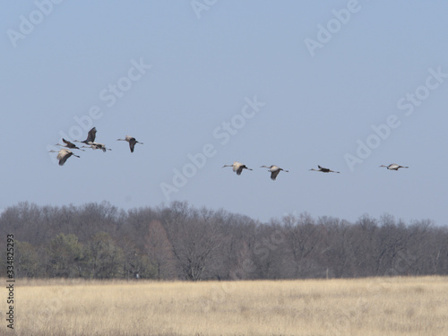 Winter Flight of the Cranes © Deborah