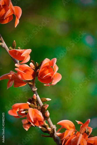 Butea Monosperma or Palash Flower photo