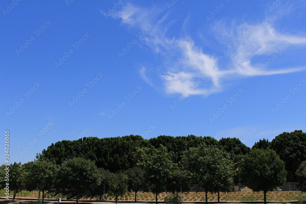 Beautiful forest on the bank of Guadalquivir river in Seville, Andalusia, Spain. Beautiful forest on the bank of Guadalquivir river in Seville, Andalusia, Spain.