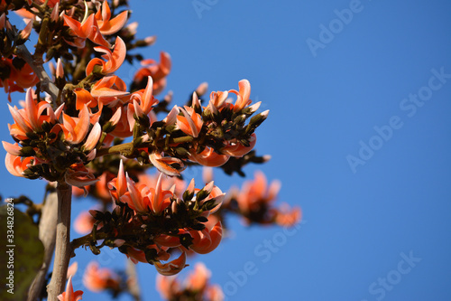 Butea Monosperma or Palash Flower photo