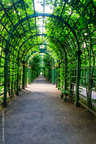 Metal arched tunnel covered with green climbing plants in old city park Summer Garden in St. Petersburg, Russia