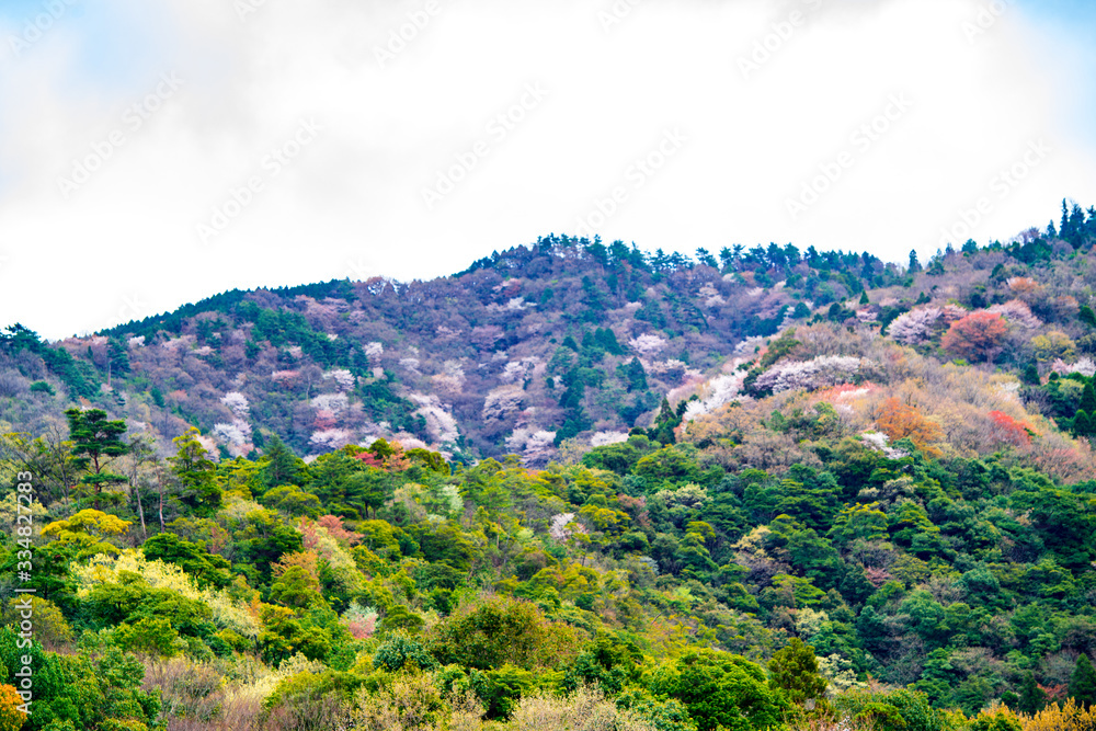 Fototapeta premium 県民の森の山桜